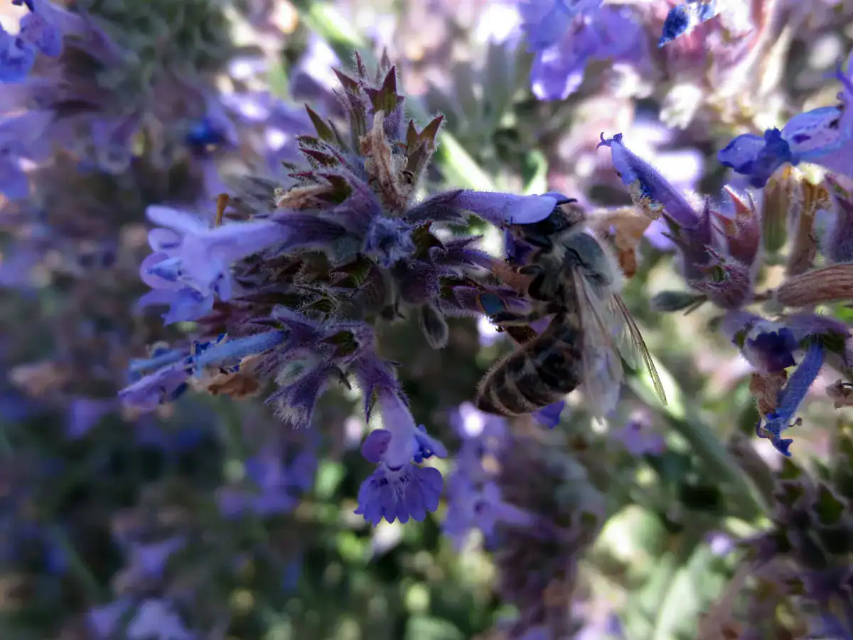 Catmint and bee by Susan Fluegel
